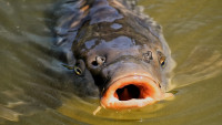 kapr carp-3591877 1280
